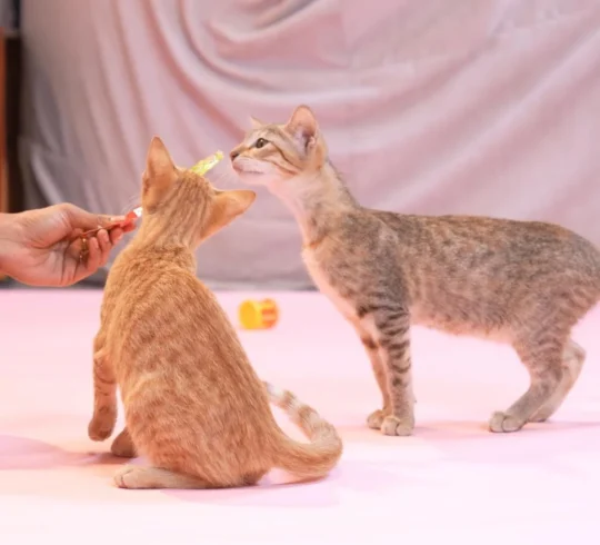 This Bonded Pair of Kittens Is at Risk of Losing Their Home in Kurla, adoptable cat in Mumbai