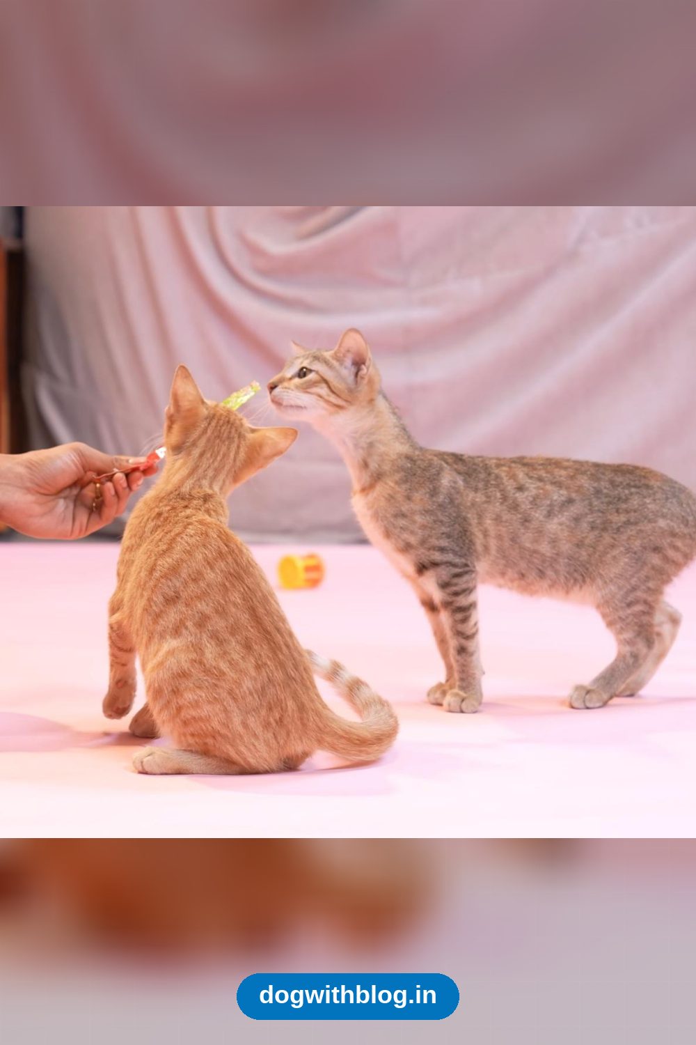 This Bonded Pair of Kittens Is at Risk of Losing Their Home in Kurla — Mumbai