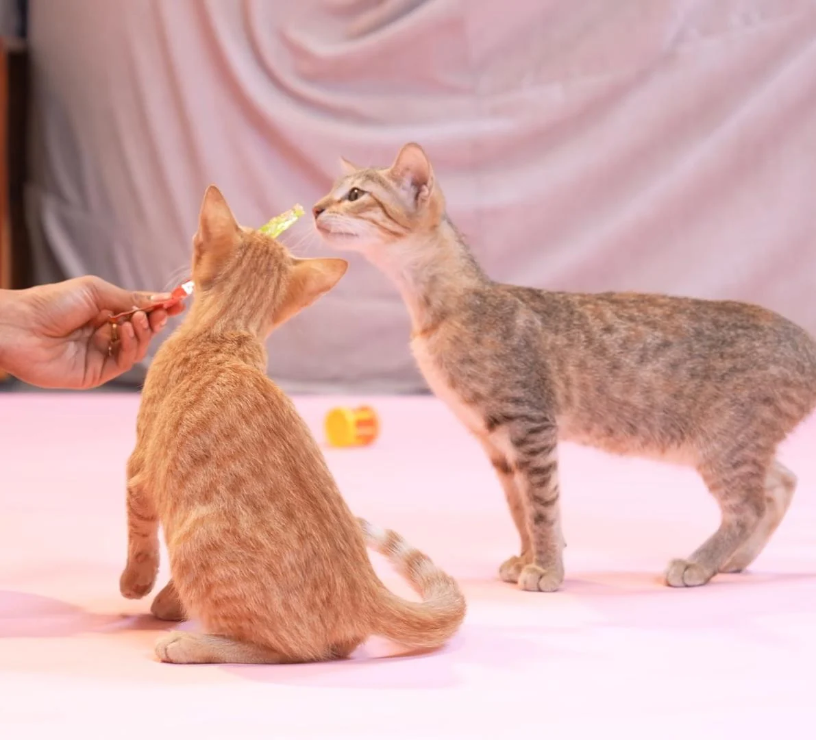 This Bonded Pair of Kittens Is at Risk of Losing Their Home in Kurla in Mumbai