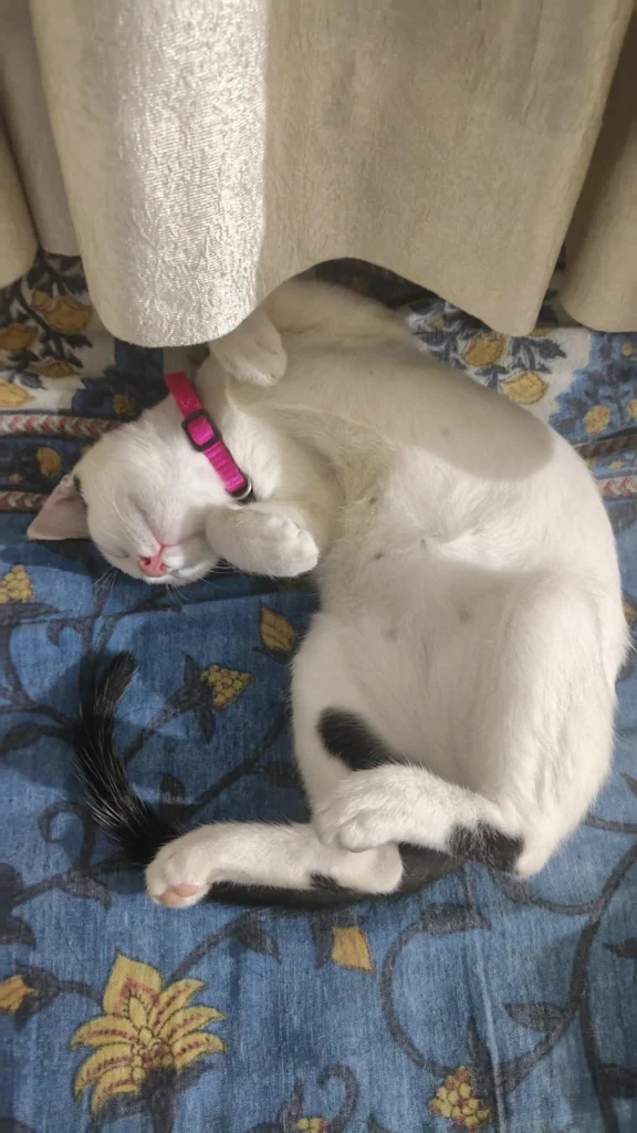 A white kitten with black tail markings, Mimi, curled up asleep on a floral blanket