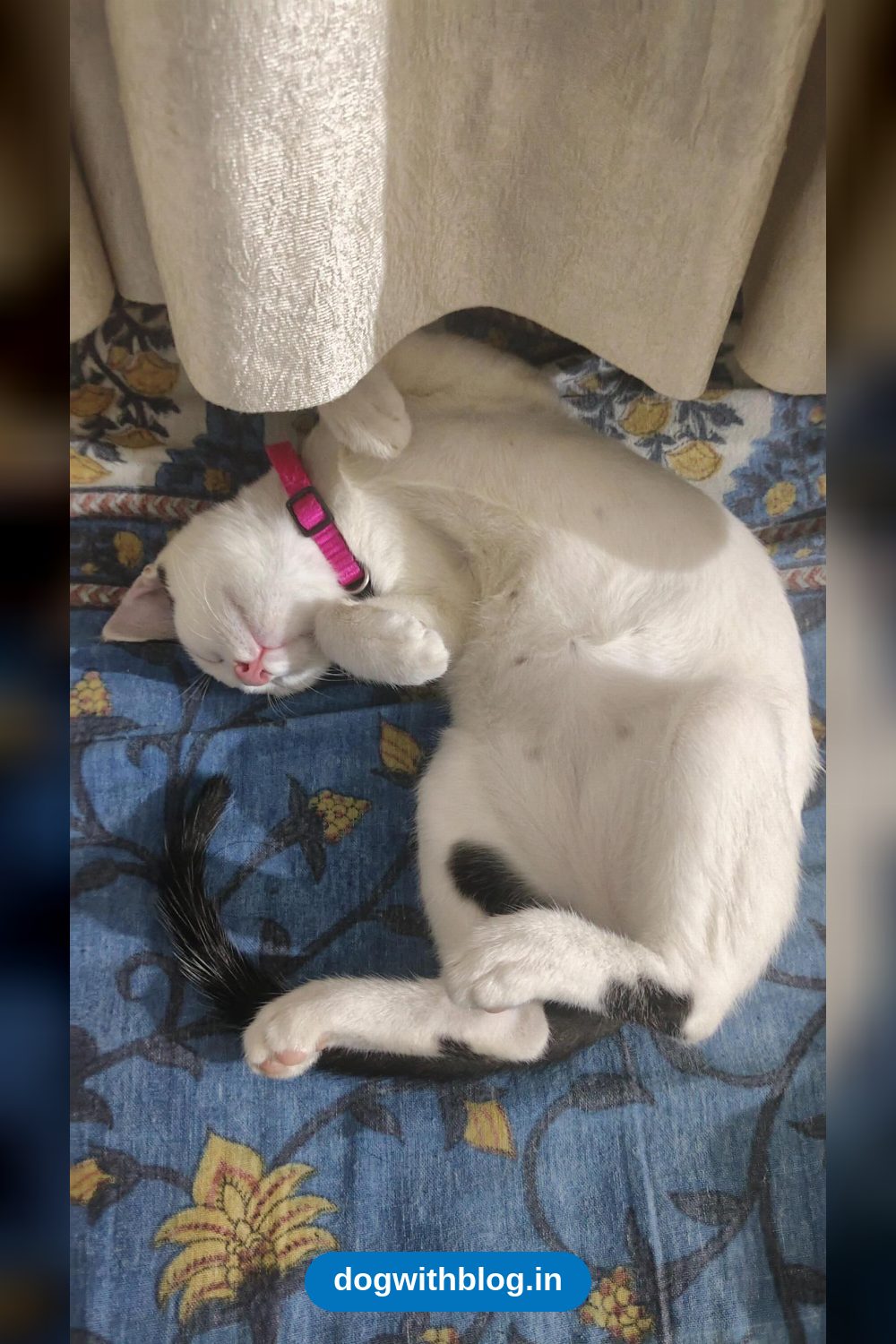 Mimi, a 4-Month-Old Kitten, Needs a Home — Delhi NCR