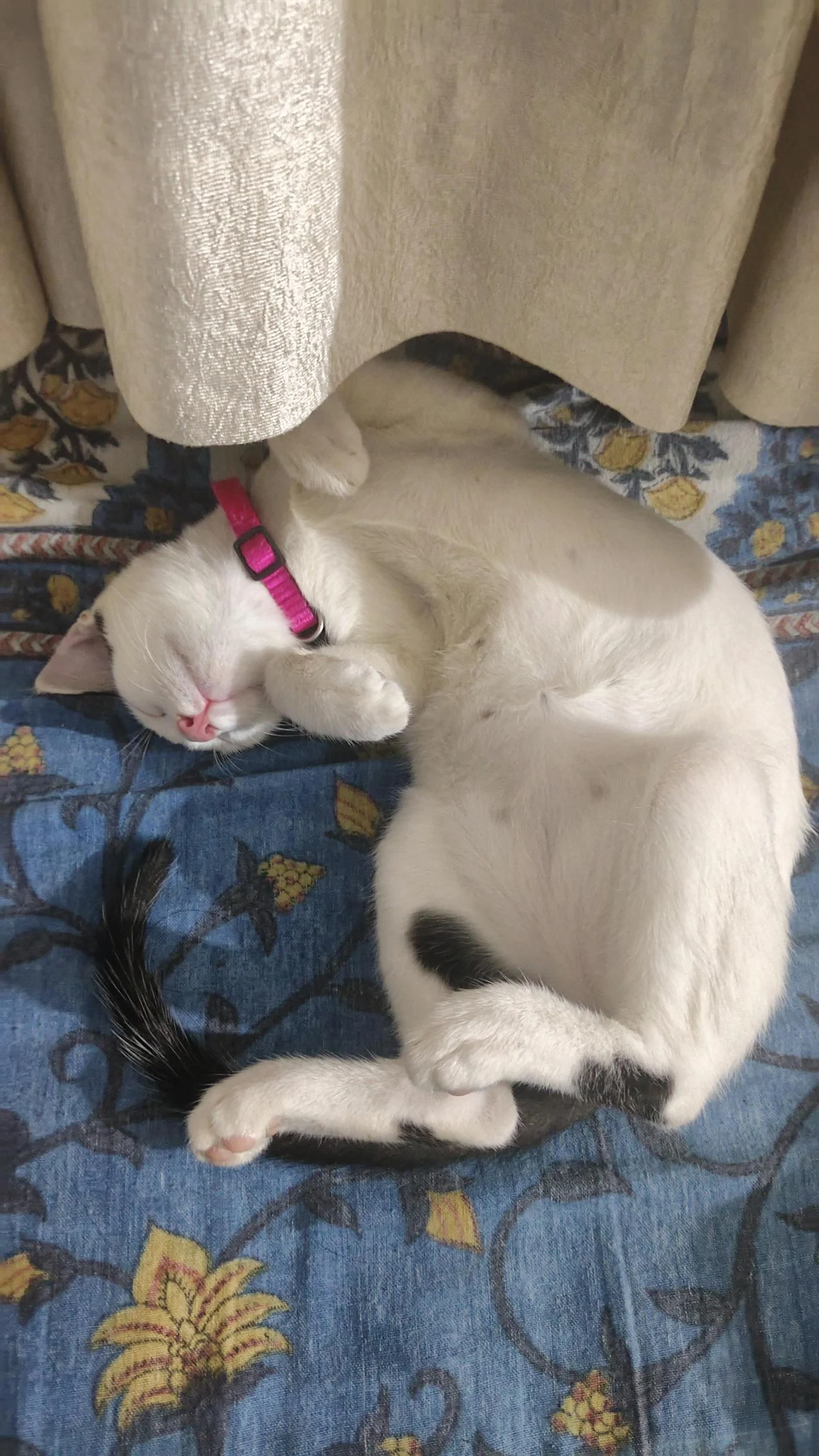 Mimi, a 4-Month-Old Kitten, Needs a Home in Delhi NCR