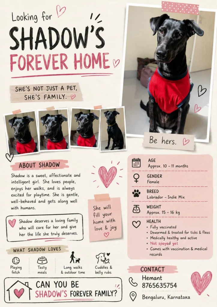Shadow looking for her forever home (Bangalore) - pet for adoption in Bengaluru