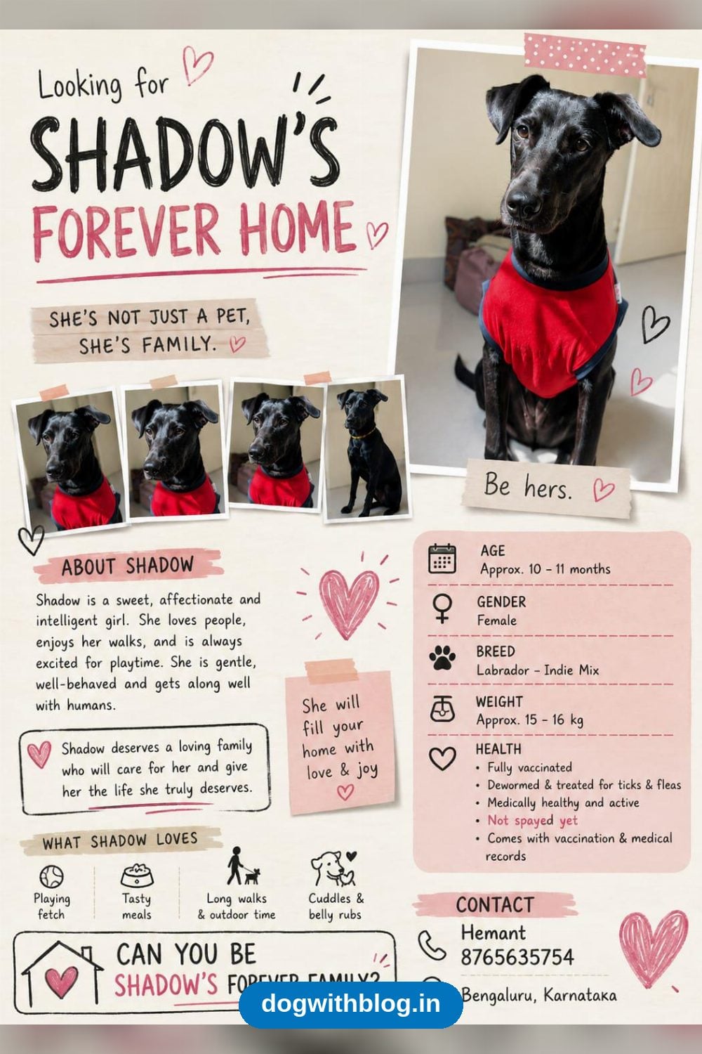 Shadow, a Ten-Month-Old Labrador Mix, Needs Her Forever Family — Bengaluru