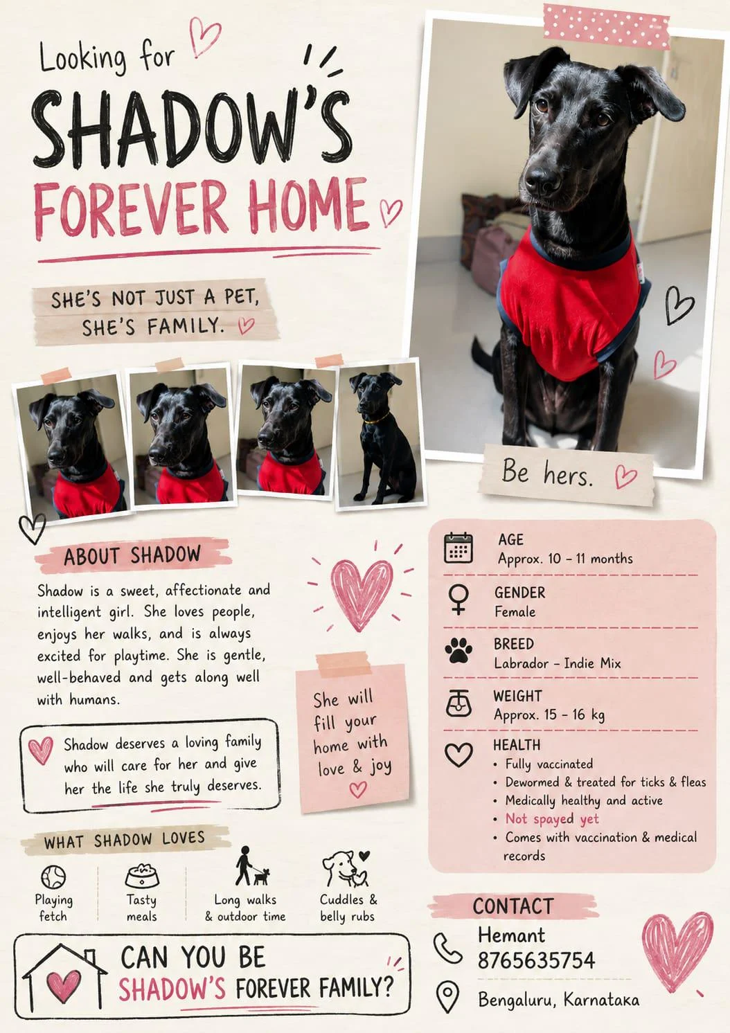 Shadow, a Ten-Month-Old Labrador Mix, Needs Her Forever Family in Bengaluru