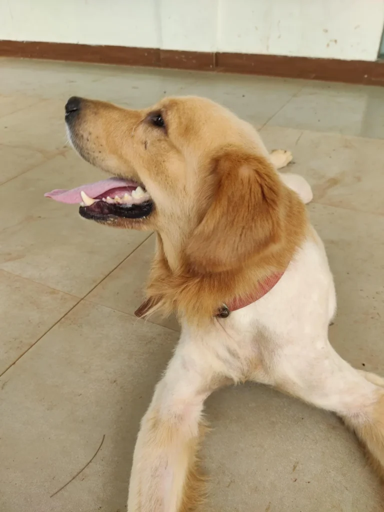 A Golden Retriever with a pink collar lying on a tiled floor, panting happily