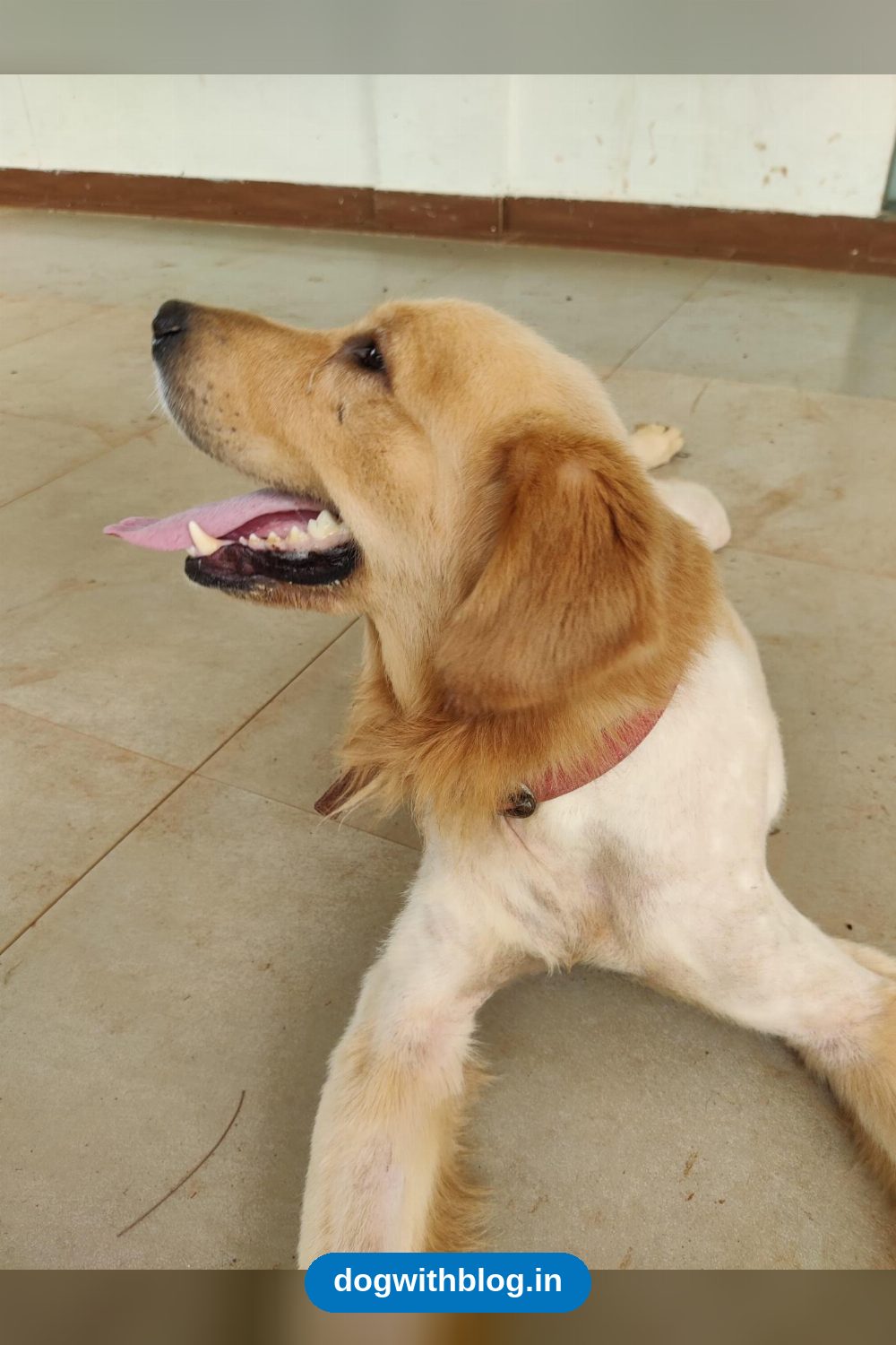 Charlie, a Rescued Golden Retriever, Needs a Loving Family — Mumbai