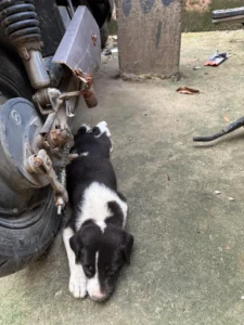 Three Indie Puppies Need A Home