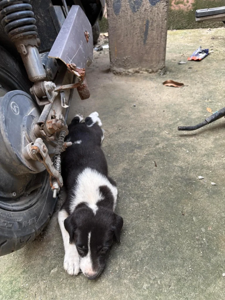 A black-and-white indie puppy lies on a paved street beside a parked motorbike.