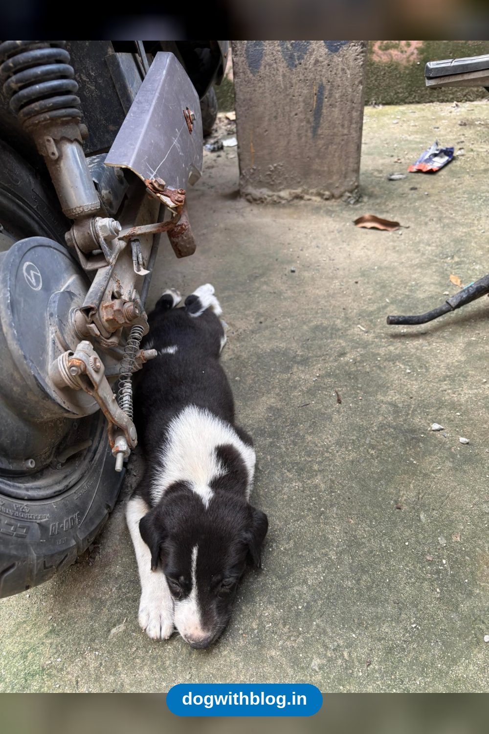 Three Indie Puppies Need A Home — Delhi NCR