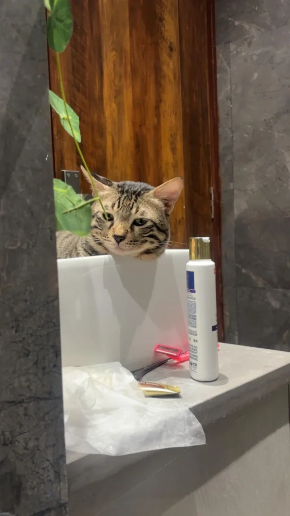 A tabby cat peeks over the edge of a bathroom sink next to toiletries.