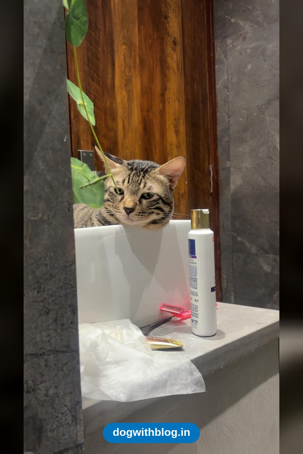 Shyla, a One-Year-Old Vaccinated Cat, Needs a New Home — Delhi NCR