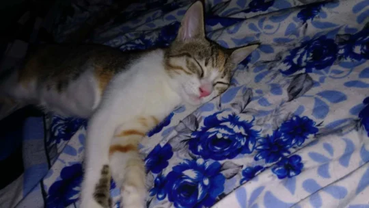 Sukuna, a Nine-Month-Old Cat, Needs a New Home, adoptable cat in Navi Mumbai