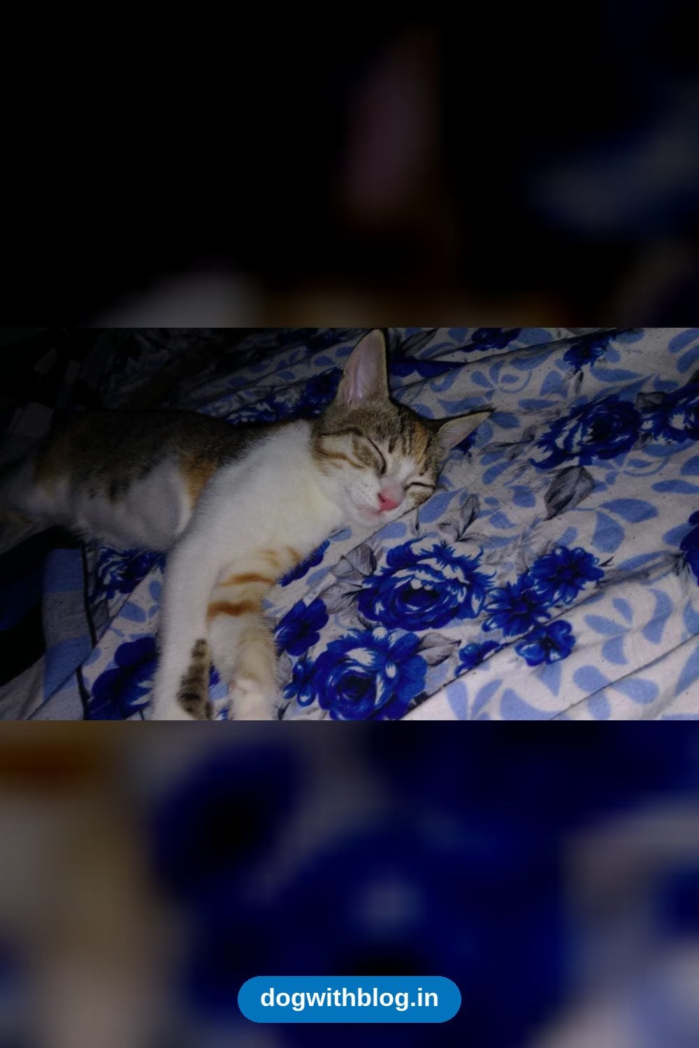 Sukuna, a Nine-Month-Old Cat, Needs a New Home — Navi Mumbai
