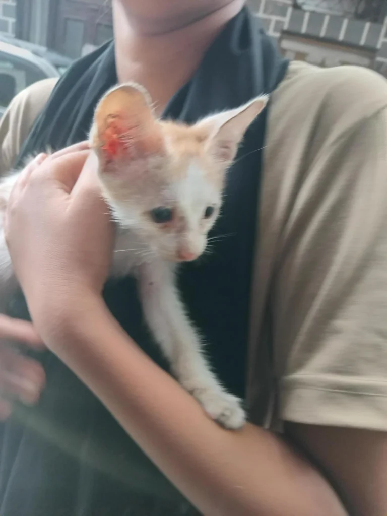 A small orange-and-white kitten with a mark on his ear, held close against someone's shoulder.