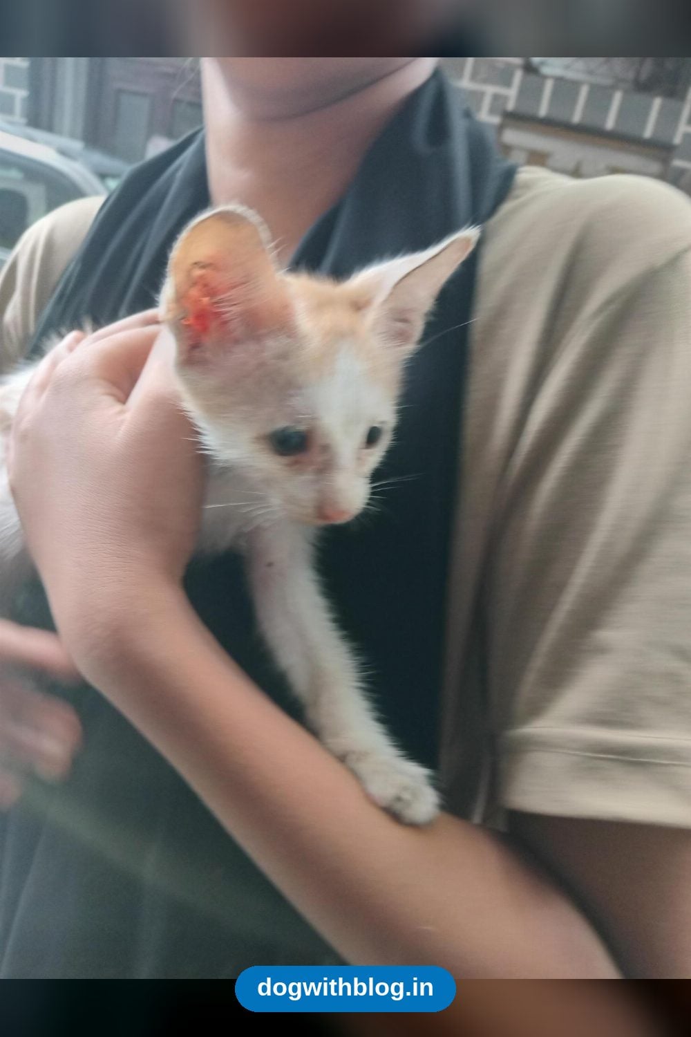A One-Month-Old Kitten Rescued From a Dangerous Spot Needs an Urgent Foster Home — Delhi NCR