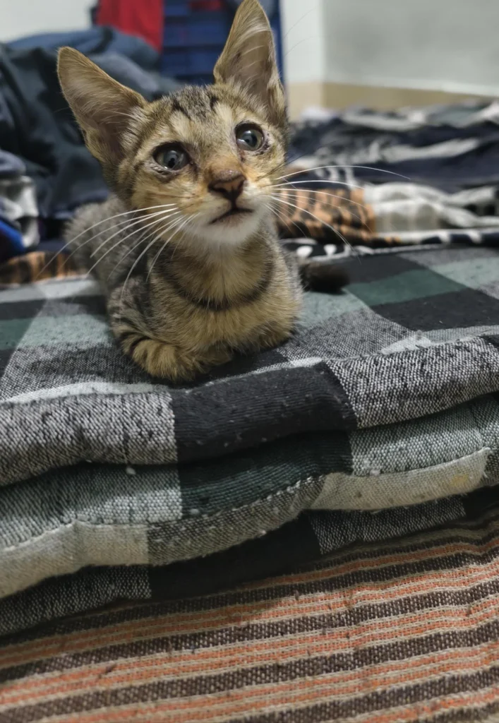 A small tabby kitten with large ears sitting on a plaid blanket, looking up at the camera