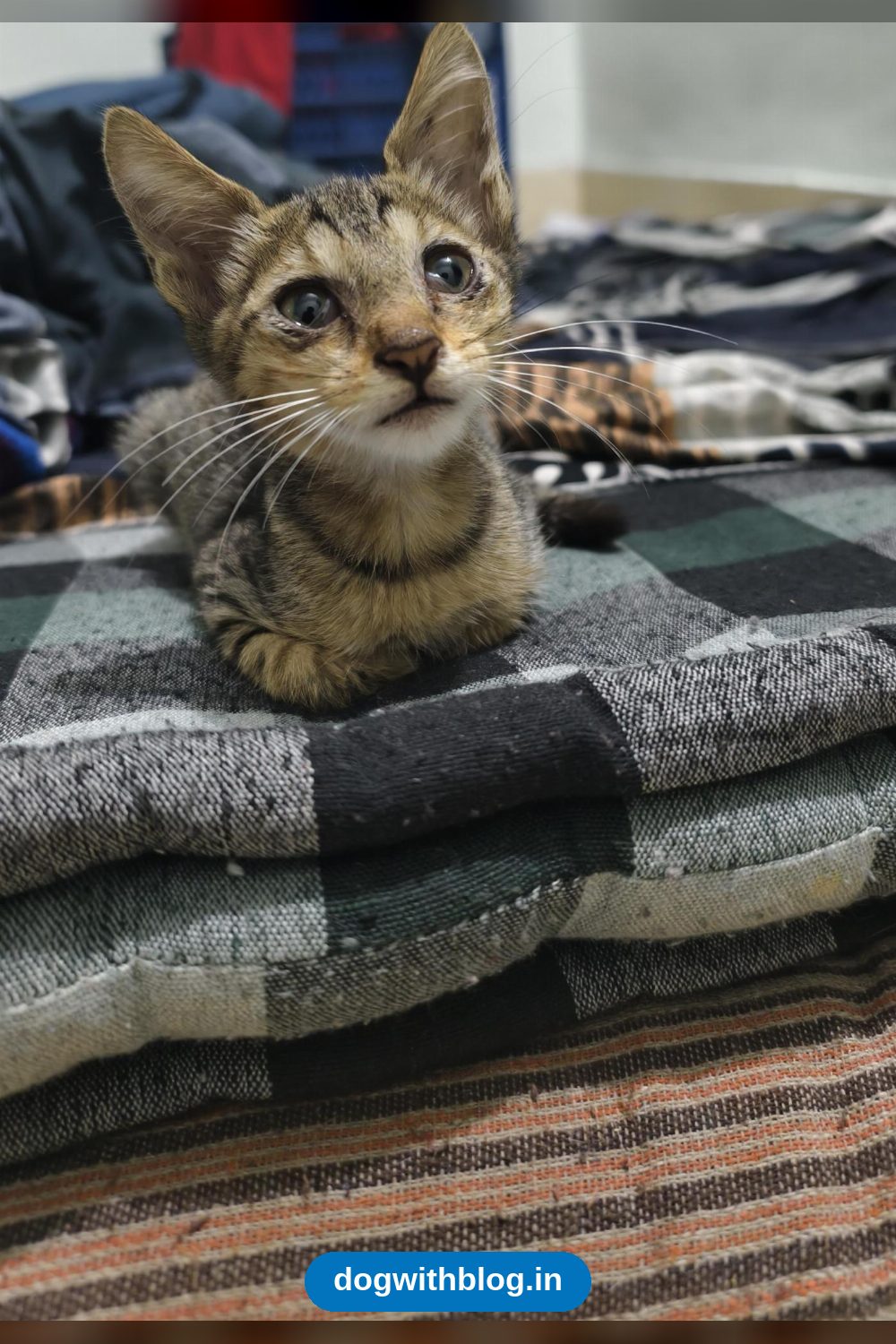 A Six-Week-Old Kitten Needs a Home — Navi Mumbai