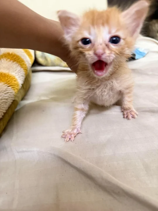 A Four-Week-Old Ginger Kitten in Baner Needs a Home, adoptable cat in Pune