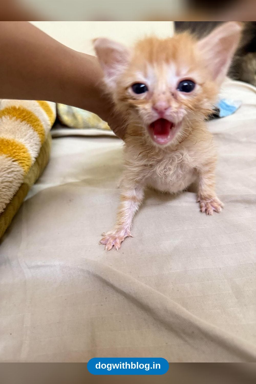 A Four-Week-Old Ginger Kitten in Baner Needs a Home — Pune
