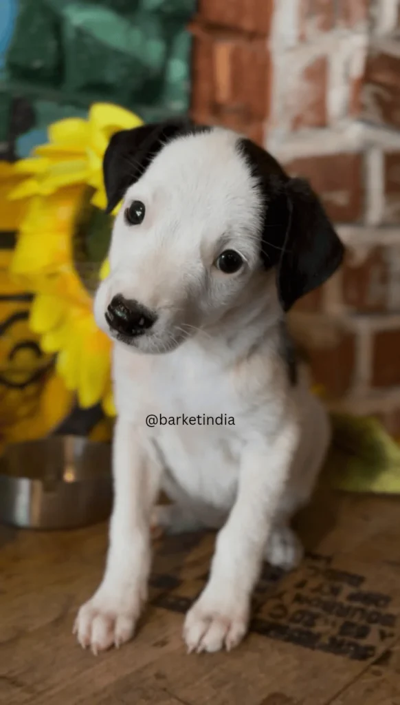 A black-and-white indie puppy sitting on a wooden surface indoors