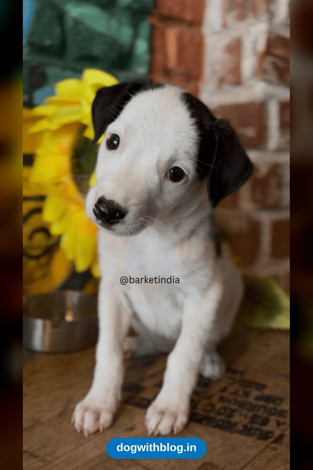 Panda, a 45-Day-Old Indie Puppy Girl, Needs a Home — Delhi NCR