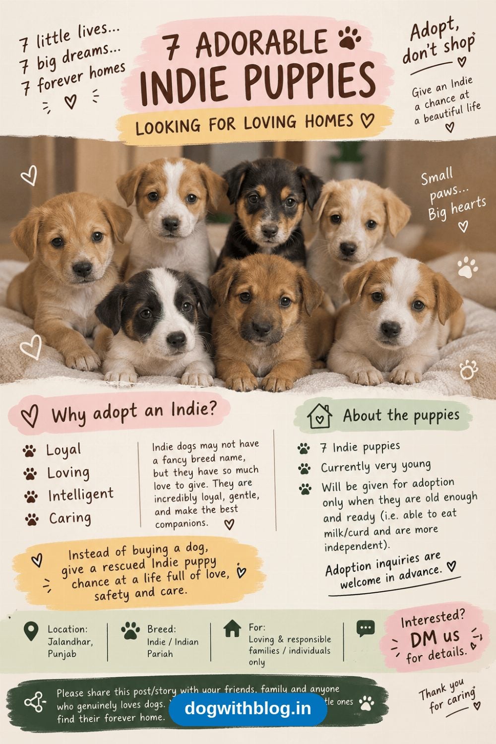 Seven Indie Puppies in Jalandhar Will Need Homes Soon