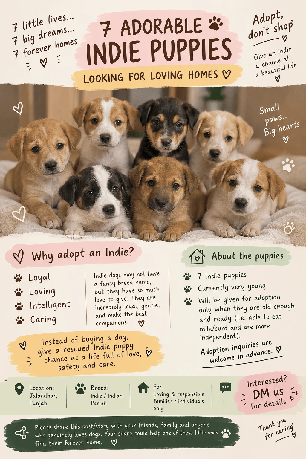 Seven Indie Puppies in Jalandhar Will Need Homes Soon
