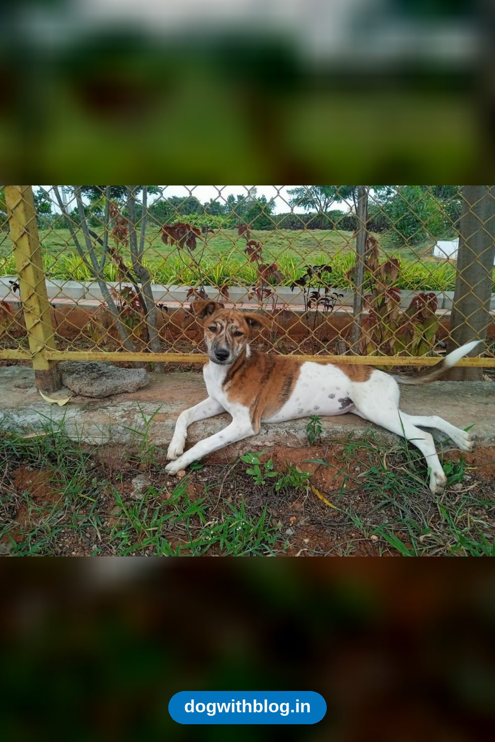 Shanti Sai, a six-month-old indie girl in Sarjapur — Bengaluru