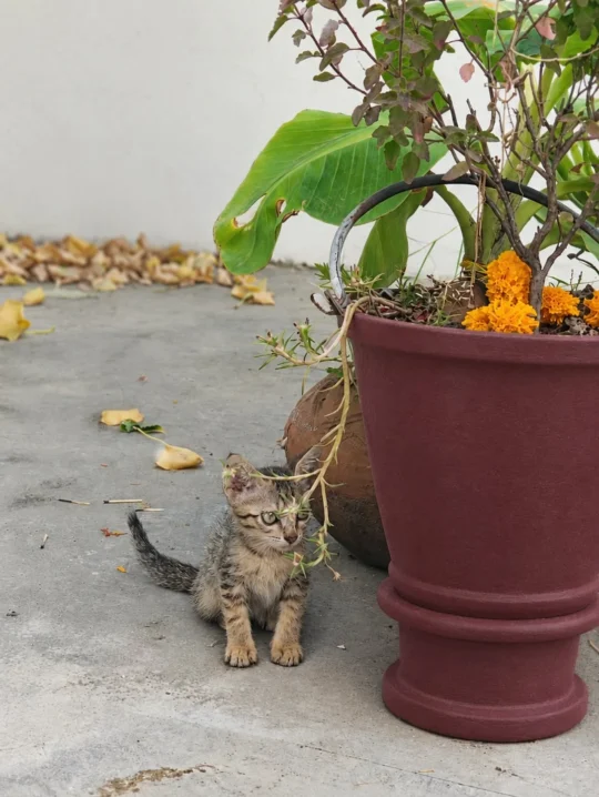 Cookie, a 2-Month-Old Kitten, Needs a Home, adoptable cat in Delhi NCR