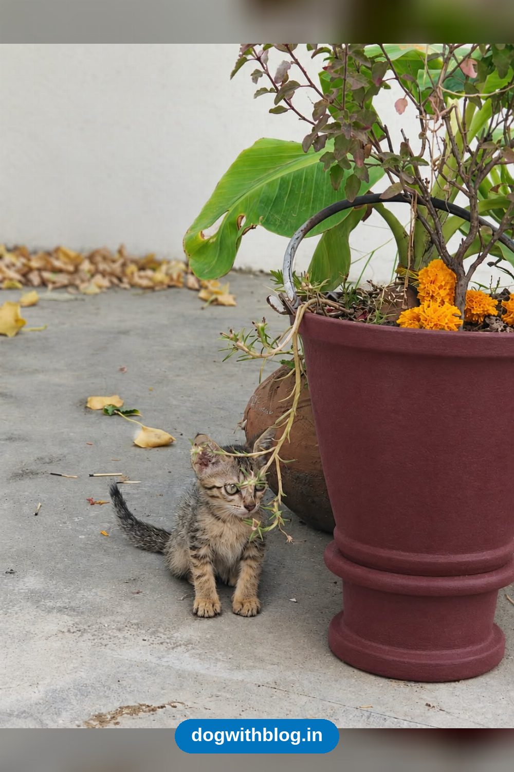 Cookie, a 2-Month-Old Kitten, Needs a Home — Delhi NCR