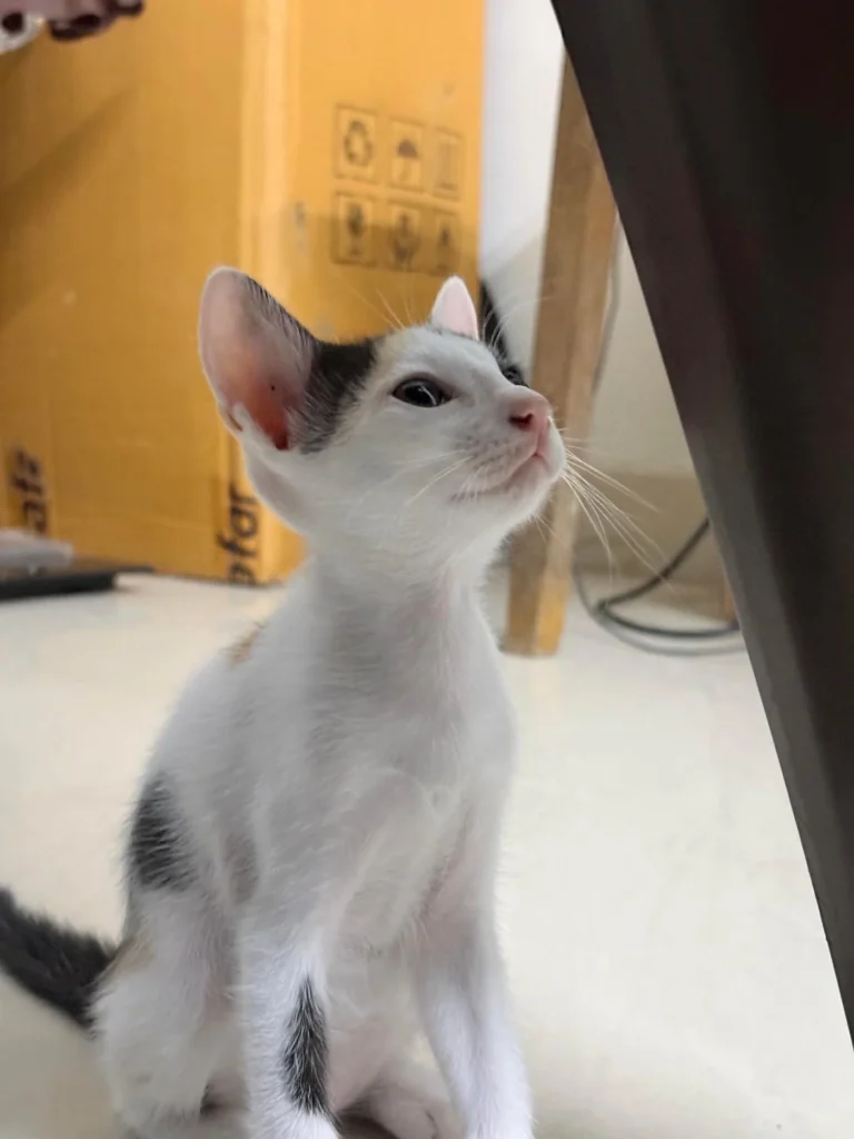 A white kitten with black markings looking upward near a cardboard box