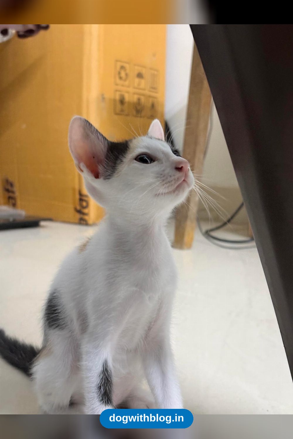 A Playful Two-Month-Old Kitten Needs a Home — Chennai