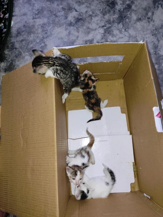 Four One-Month-Old Kittens Need Loving Homes, adoptable cat in Delhi NCR