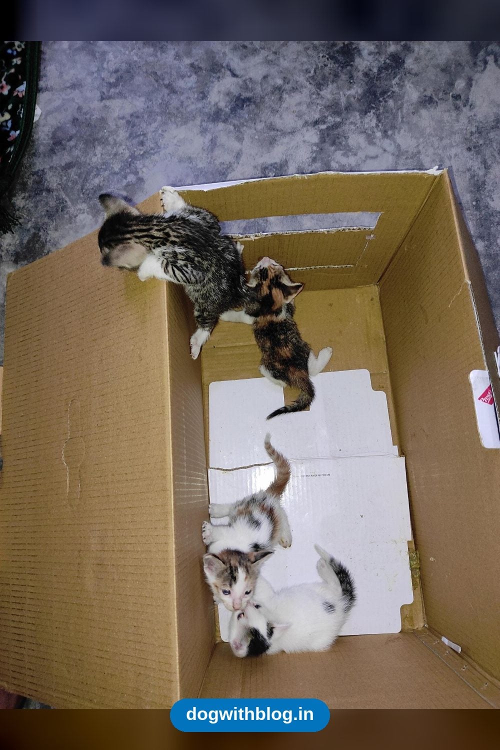 Four One-Month-Old Kittens Need Loving Homes — Delhi NCR
