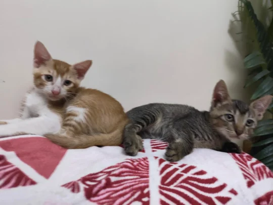 Two Two-Month-Old Kittens Need a Home Together