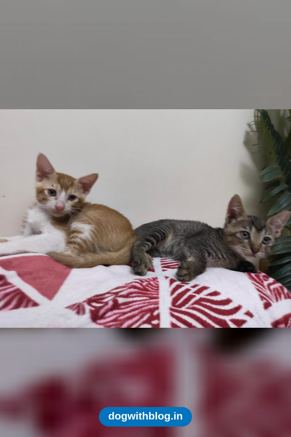 Two Two-Month-Old Kittens Need a Home Together — Delhi NCR