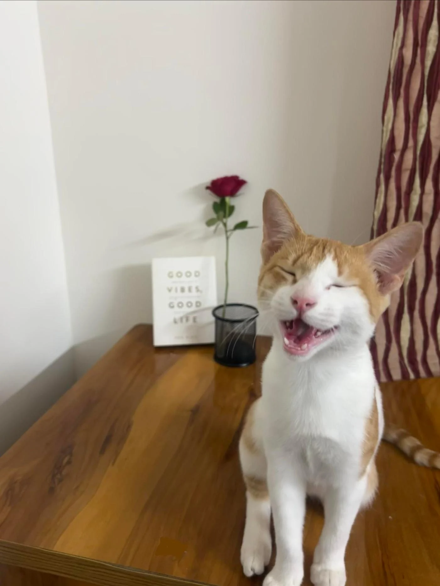 Santra, a 4-Month-Old Orange Kitten Full of Personality — Pune