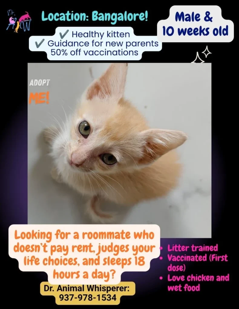 Close-up of a light orange-and-white ten-week-old male kitten looking up at the camera, up for adoption in Bengaluru.