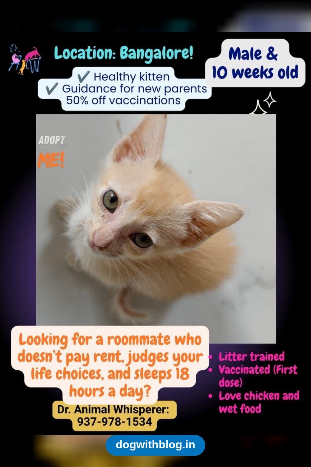 A Ten-Week-Old Male Kitten Needs a Home — Bengaluru
