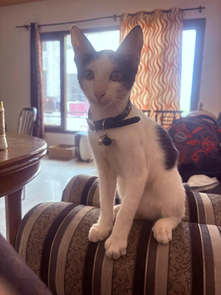 A black-and-white kitten wearing a collar with a bell sits on the arm of a striped sofa indoors.