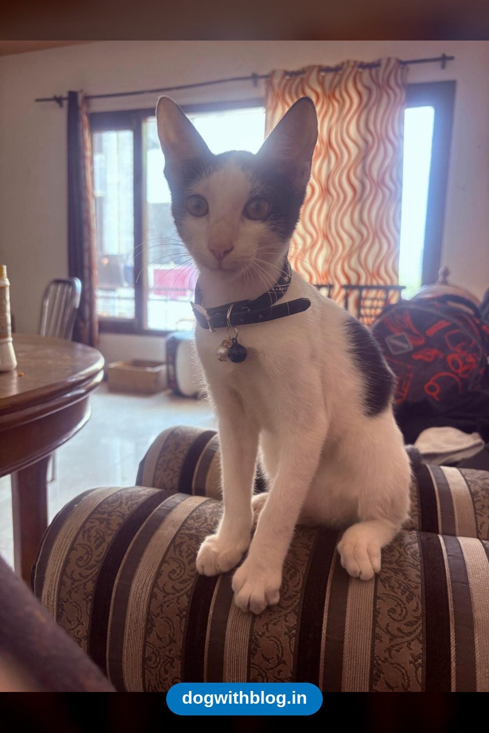 Birju, a Playful Three-Month-Old Kitten, Needs a Home — Chandigarh