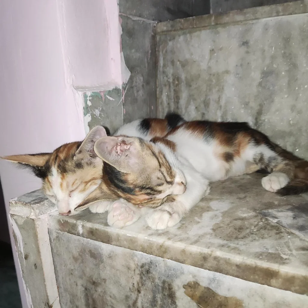 Two tabby-and-calico kittens curled up asleep together on a marble ledge