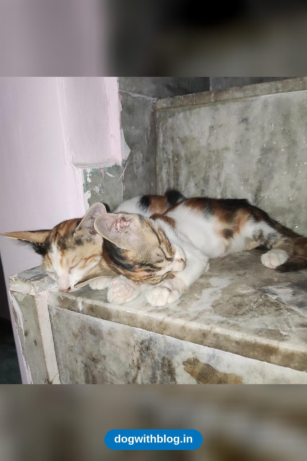 Two Kittens Need a Home in Uttam Nagar β Delhi NCR