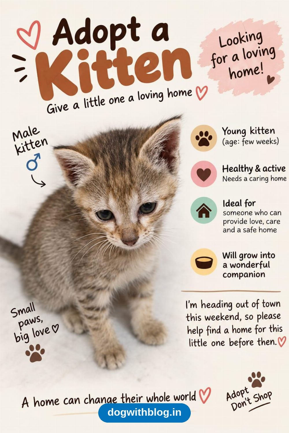 A Few-Weeks-Old Tabby Kitten Is Looking for a Home — Bengaluru