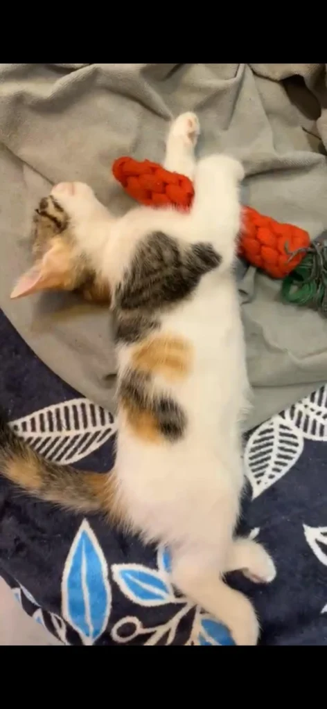 Two female indie kittens sitting together, looking for a home in Delhi NCR