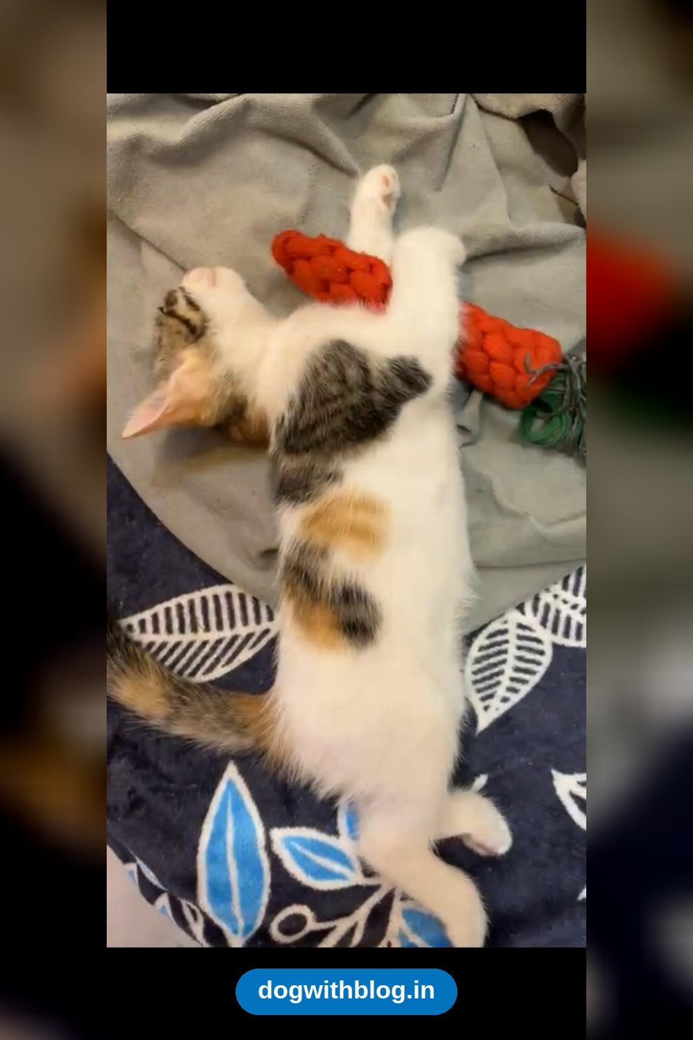 Two Playful Female Kittens Are Looking for a Forever Home Together — Delhi NCR
