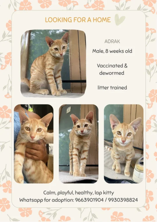 Adrak, an Eight-Week-Old Lap Kitty, adoptable cat in Hyderabad