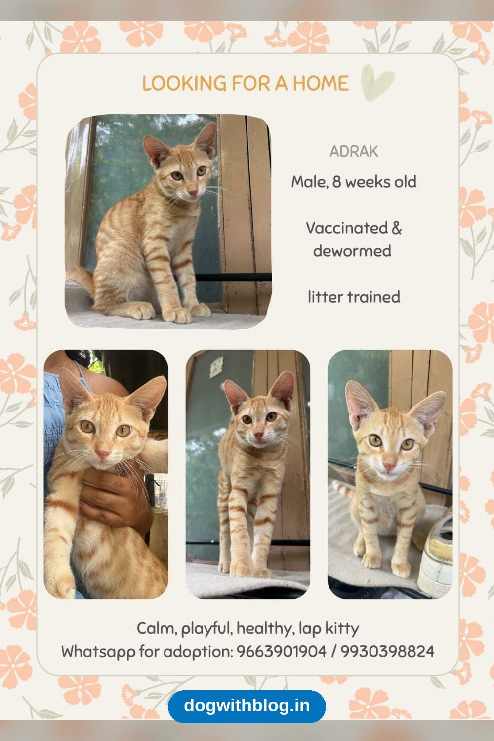 Adrak, an Eight-Week-Old Lap Kitty — Hyderabad