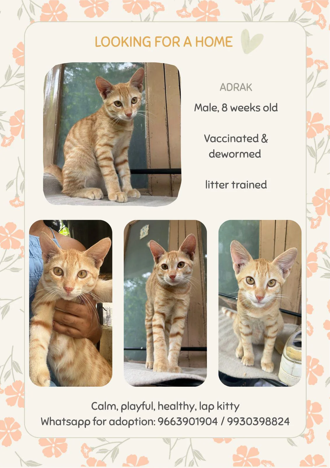 Adrak, an Eight-Week-Old Lap Kitty in Hyderabad